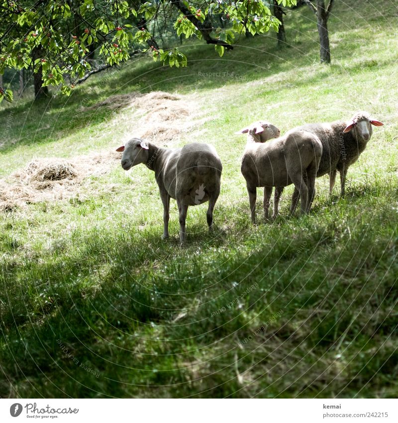Kein Schaf verlässt die Herde Umwelt Natur Tier Sommer Schönes Wetter Pflanze Baum Gras Wiese Weide Nutztier Tiergesicht Fell Schafherde 3 Tiergruppe Blick