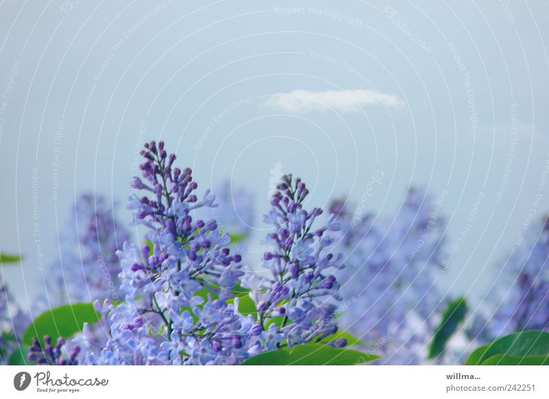 Kleines Flieder-Duft-Wölkchen Frühling Blüte Fliederbusch Blühend blau violett Natur Fliederduft lila Fliederblüte duftend blühen Textfreiraum Wolke
