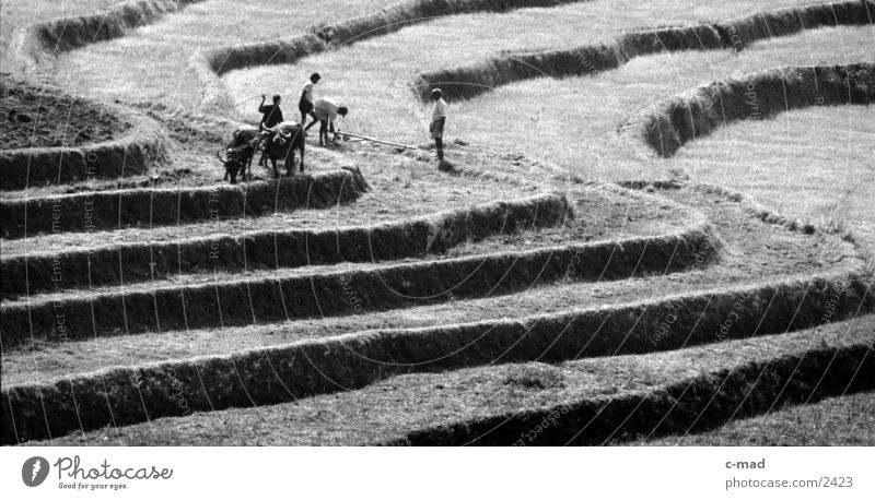 Reisterrassen in Sri Lanka Arbeit & Erwerbstätigkeit Berge u. Gebirge Mensch Schwarzweißfoto