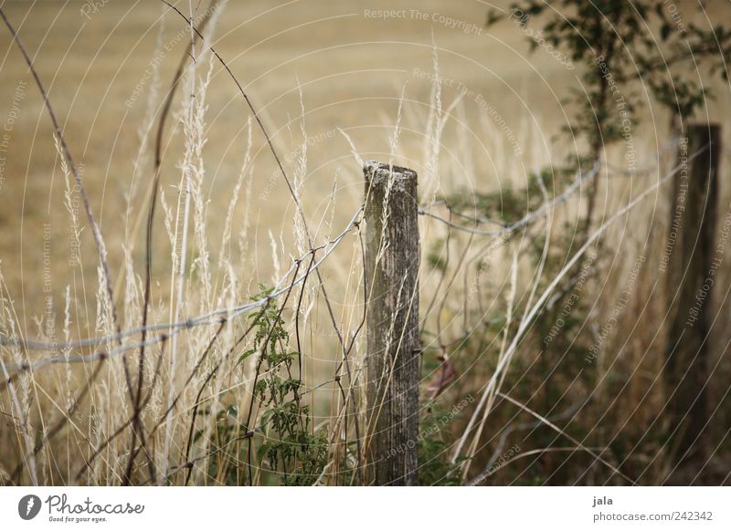 zaun Natur Pflanze Gras Sträucher Wildpflanze Feld Zaun Zaunpfahl natürlich grün beige Farbfoto Außenaufnahme Menschenleer Tag