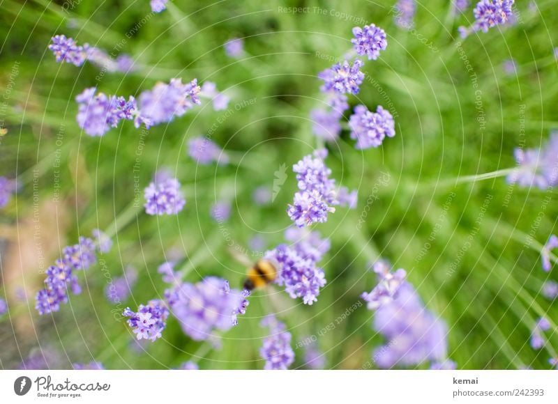 Abflug Umwelt Natur Pflanze Tier Sonnenlicht Sommer Gras Blüte Grünpflanze Wildpflanze Lavendel Wiese Biene Hummel Insekt 1 Blühend fliegen Wachstum grün