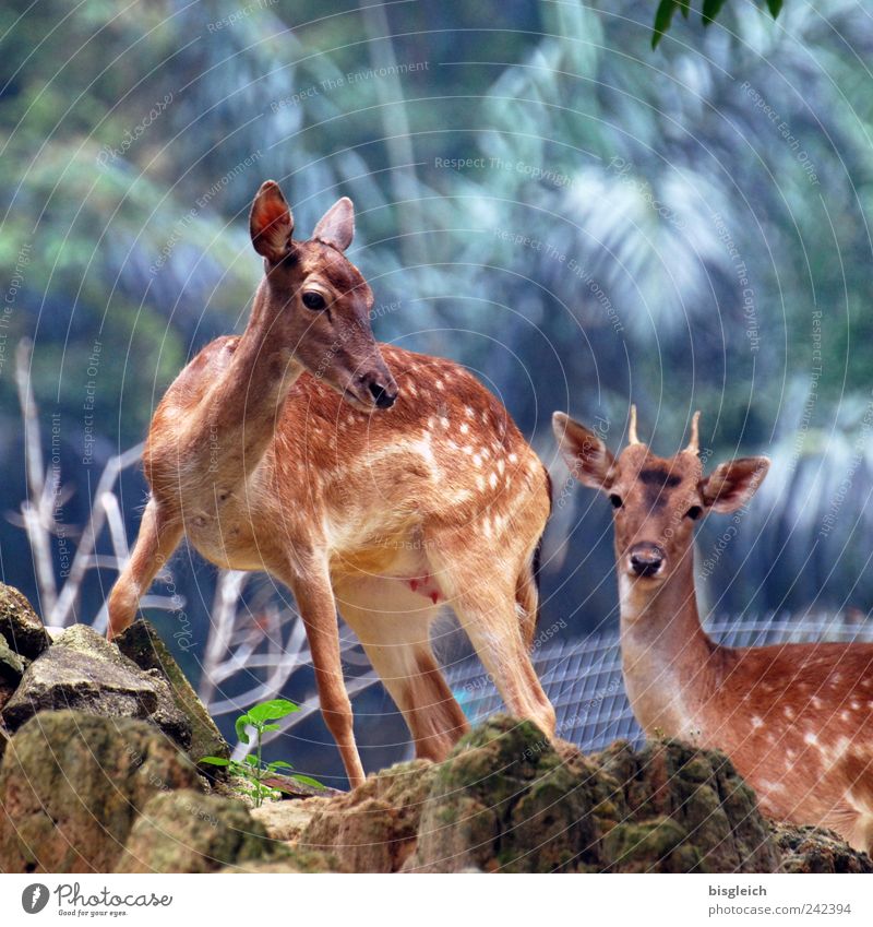 Bambis Eltern Tier Wildtier Reh 2 Tierpaar braun Farbfoto Außenaufnahme Menschenleer Licht Schwache Tiefenschärfe Tierporträt Blick Blick in die Kamera