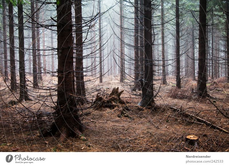 Wald Ausflug wandern Arbeitsplatz Landwirtschaft Forstwirtschaft Erneuerbare Energie Energiekrise Natur Pflanze schlechtes Wetter Nebel Regen Baum Holz