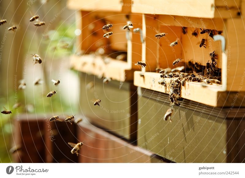 Ohne Fleiß kein Preis Umwelt Natur Sommer Schönes Wetter Tier Nutztier Biene Bienenstock Bienenkorb Tiergruppe Schwarm Arbeit & Erwerbstätigkeit fliegen füttern