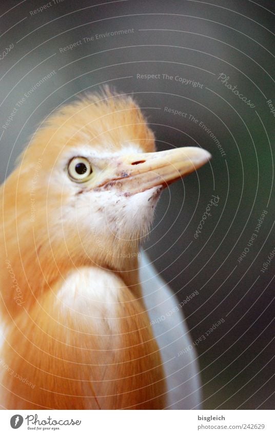 Kuala Lumpur Bird Park III Vogel Tiergesicht Auge Schnabel Feder 1 gold Farbfoto Außenaufnahme Menschenleer Schwache Tiefenschärfe Tierporträt