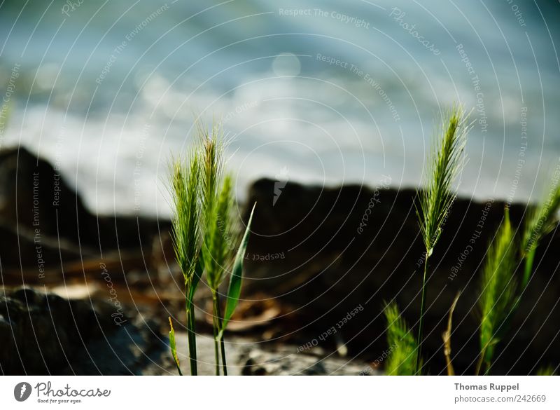 Wasserstimmung Ferne Freiheit Sommer Sommerurlaub Umwelt Natur Pflanze Urelemente Schönes Wetter Gras Sträucher Blatt Grünpflanze Wildpflanze Küste Seeufer