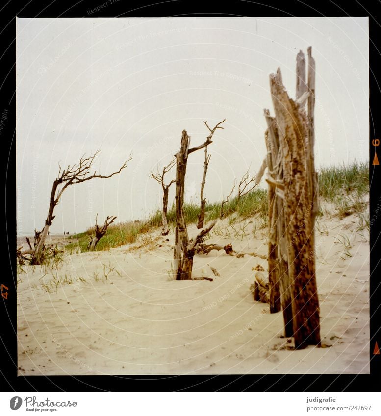 Weststrand Umwelt Natur Landschaft Pflanze Baum Gras Küste Strand Ostsee Meer Sand Holz dehydrieren außergewöhnlich natürlich wild Stimmung Vergänglichkeit