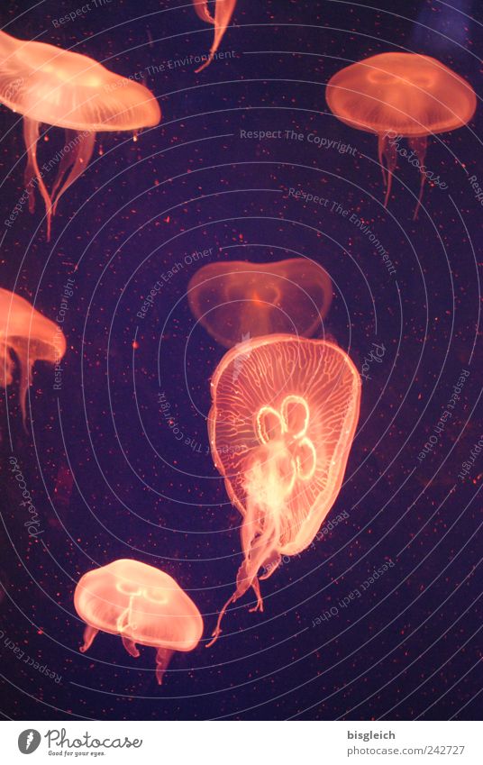 Quallen Wasser Meer Aquarium Tiergruppe Schwarm Schwimmen & Baden tauchen blau rot Unterwasseraufnahme Unterwasseraquarium Schweben Tentakel Farbfoto