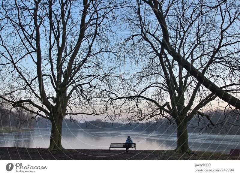 Stille 1 Mensch Wolkenloser Himmel Schönes Wetter Baum Park Seeufer genießen Blick sitzen warten authentisch frei gigantisch groß hoch kalt natürlich