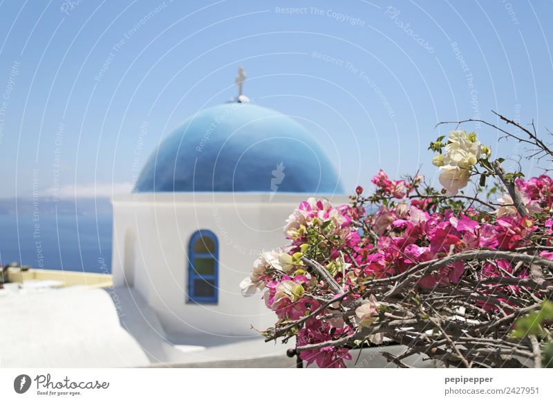 Santorini Ferien & Urlaub & Reisen Tourismus Ausflug Städtereise Sommer Häusliches Leben Haus Himmel Blüte Küste Griechenland Kleinstadt Kirche Bauwerk Gebäude