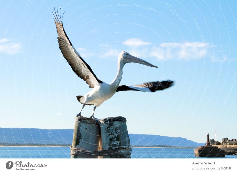 freedom Umwelt Wasser Himmel Schönes Wetter Fjord Wollongong New South Wales Australien Hafen Tier Wildtier Pelikan 1 fliegen blau Flügel Vogel Abheben Farbfoto