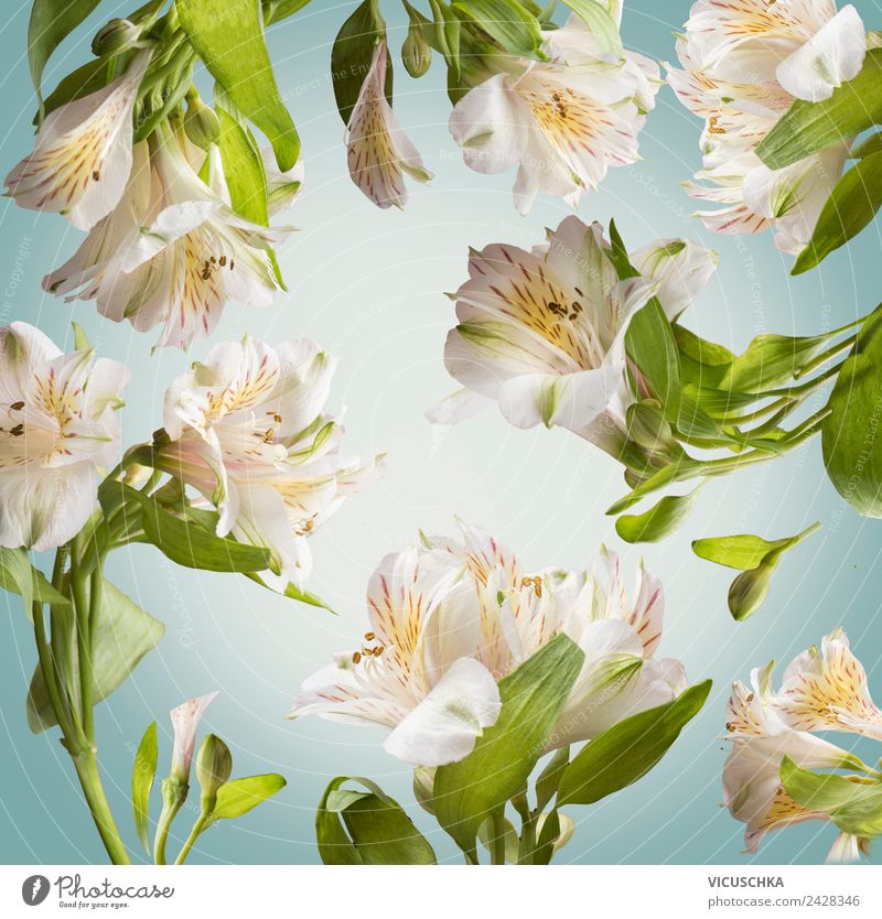 Floral Hintergund Pattern mit weißen Blumen Stil Design Spa Sommer Garten Natur Pflanze Frühling Blatt Blüte Dekoration & Verzierung Blumenstrauß Ornament Duft