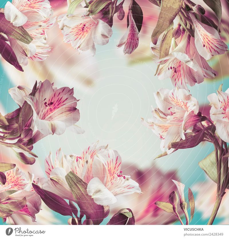 Schöne rosa Blumen Rahmen Stil Design Sommer Natur Pflanze Dekoration & Verzierung Blumenstrauß Ornament Hintergrundbild Pastellton abstrakt Farbfoto