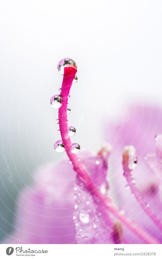 Blüte mit Tröpfchen Leben Pflanze Wassertropfen Frühling Stempel Rhododendron klein nass natürlich rosa Kraft Reinheit Erfrischung rein Klarheit Farbfoto