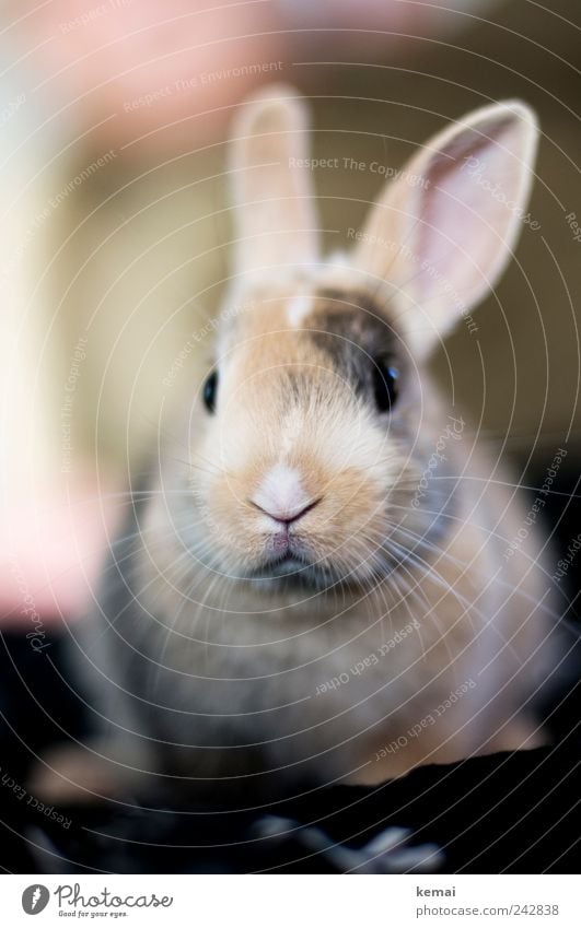 Helmut Tier Haustier Tiergesicht Fell Hase & Kaninchen Zwerghase Zwergkaninchen Auge Nase Ohr Hasenohren 1 Tierjunges Blick sitzen kuschlig niedlich weich