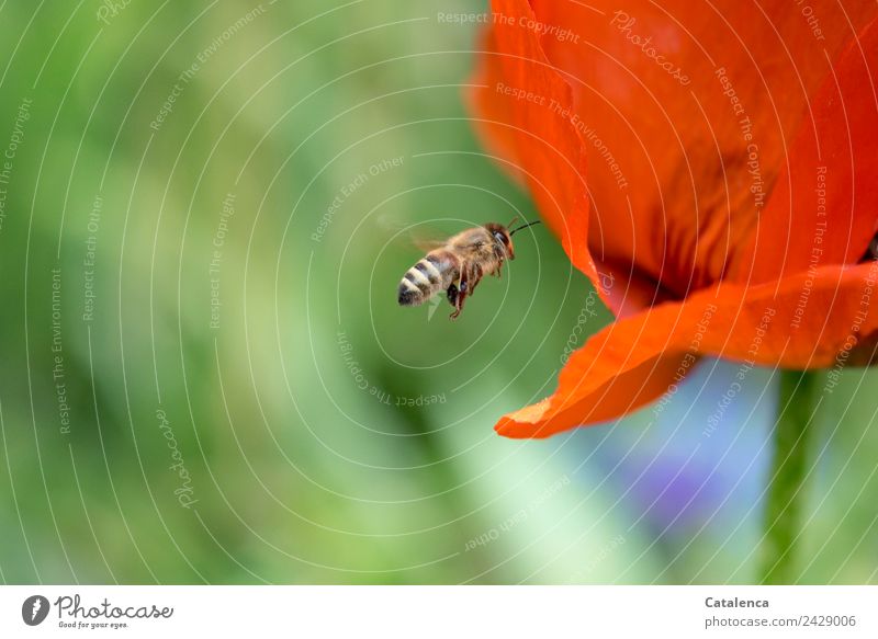 Bienenflug, Biene und Mohn Pflanze Tier Frühling Blume Blüte Mohnblüte Garten Honigbiene Insekt Blühend fliegen verblüht Erfolg blau braun grün orange Leben