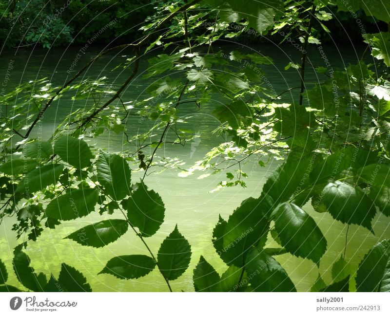 Grüner geht's nicht... Natur Pflanze Wasser Sonnenlicht Sommer Schönes Wetter Baum Sträucher Fluss Isar kalt natürlich schön grün Einsamkeit Erholung Frieden