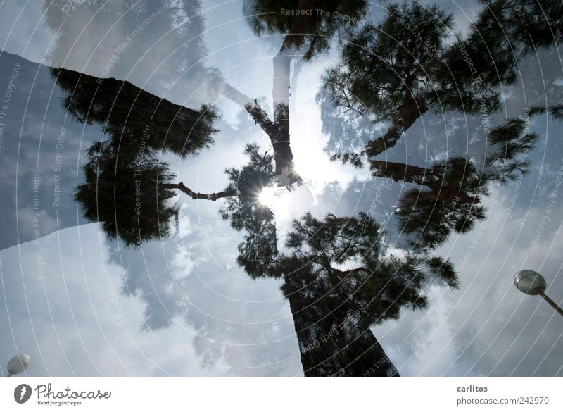 Foto kaufen Sonne Sommer Schönes Wetter Baum ästhetisch Pinie Doppelbelichtung blenden Laterne mediterran Mallorca überlagert schwarz weiß Froschperspektive Ast
