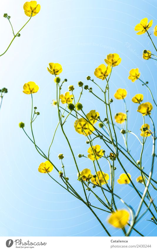 Butterblumen und Himmel Natur Pflanze Frühling Sommer Schönes Wetter Blume Blatt Blüte Sumpf-Dotterblumen Hahnenfußgewächse Wiese Blühend verblüht dehydrieren