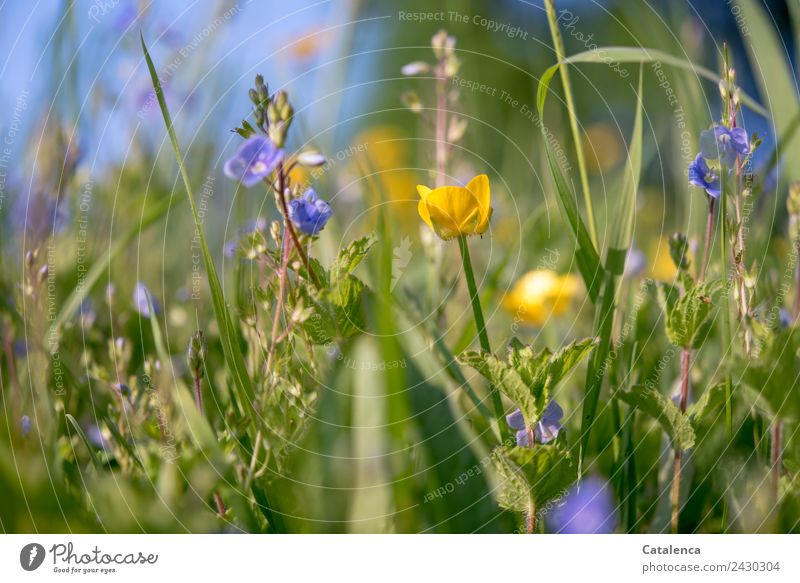 Blaue und gelbe Wiesenblumen - ein lizenzfreies Stock Foto von Photocase