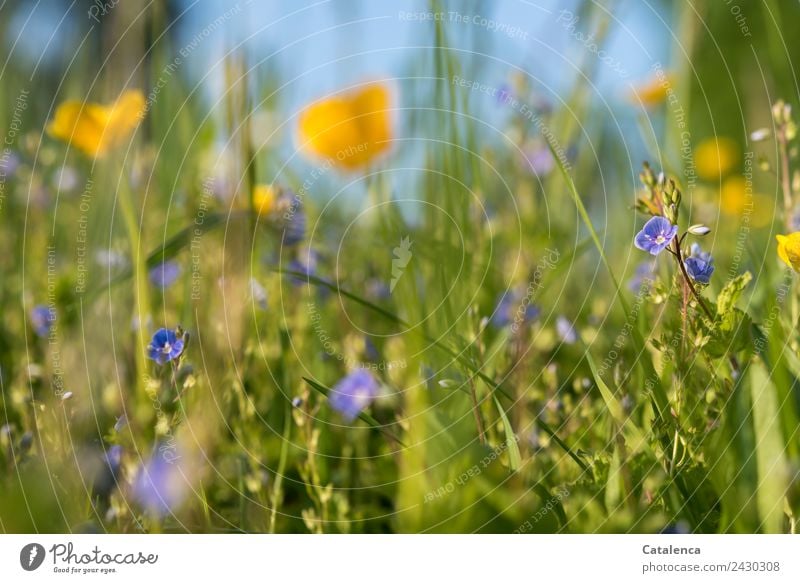 Wiesenblumen, Butterblume und Ehrenpreis Natur Pflanze Himmel Sommer Schönes Wetter Blume Gras Blatt Blüte Gräserblüte Sumpf-Dotterblumen Blühend verblüht