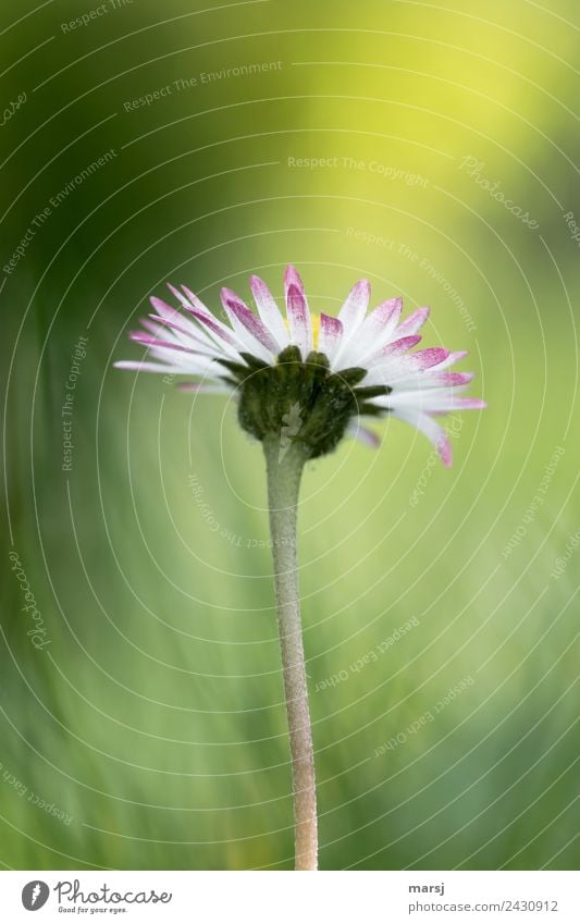 Gänseblümchen aus der Froschperspektive im Licht der Sonne| Nullachtfünfzehn Blühend Blume Leben Reinheit zartes Grün klein harmonisch Natur Pflanze Frühling