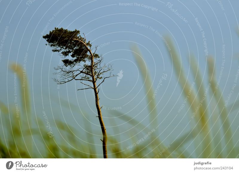 Weststrand Umwelt Natur Landschaft Pflanze Himmel Wolkenloser Himmel Baum Gras Küste Wachstum natürlich wild Windflüchter Darß Farbfoto Außenaufnahme Tag