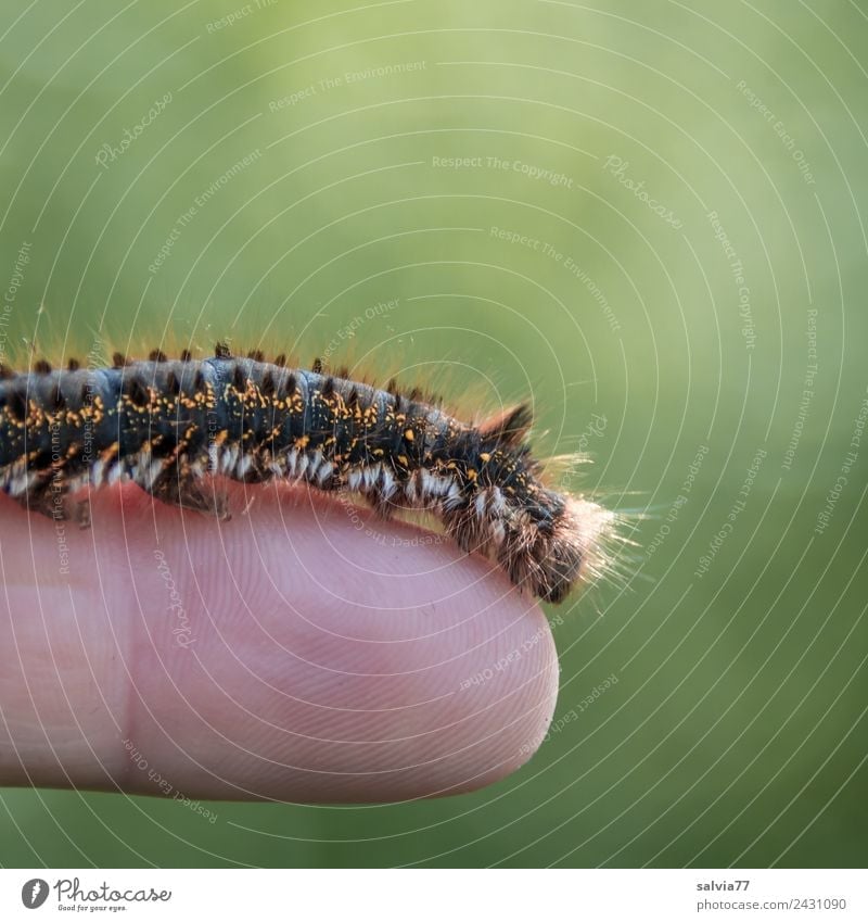 flotte Frisur Tier Schmetterling Larve Raupe Motte Insekt 1 einzigartig Natur kuschlig Behaarung Finger Haare & Frisuren krabbeln Schutz Farbfoto Außenaufnahme