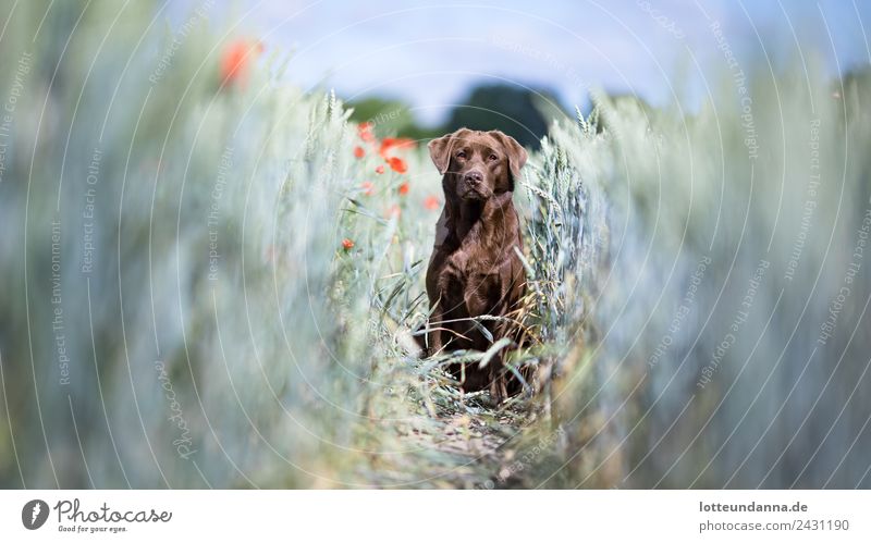 Brauner Labrador Retriever im Mohnfeld Frühling Pflanze Mohnblüte Weizenfeld Haustier Hund Natur Farbfoto Außenaufnahme Tag Schwache Tiefenschärfe