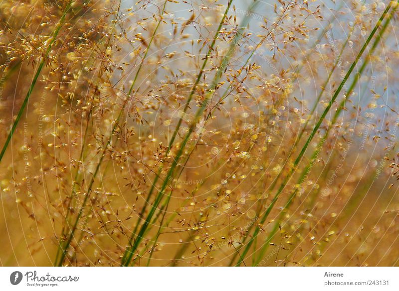Sommergräser Schönes Wetter Gras Halm Wiese Bewegung Wachstum natürlich blau gold grün ruhig schwach zart zierlich filigran Schwache Tiefenschärfe Feld