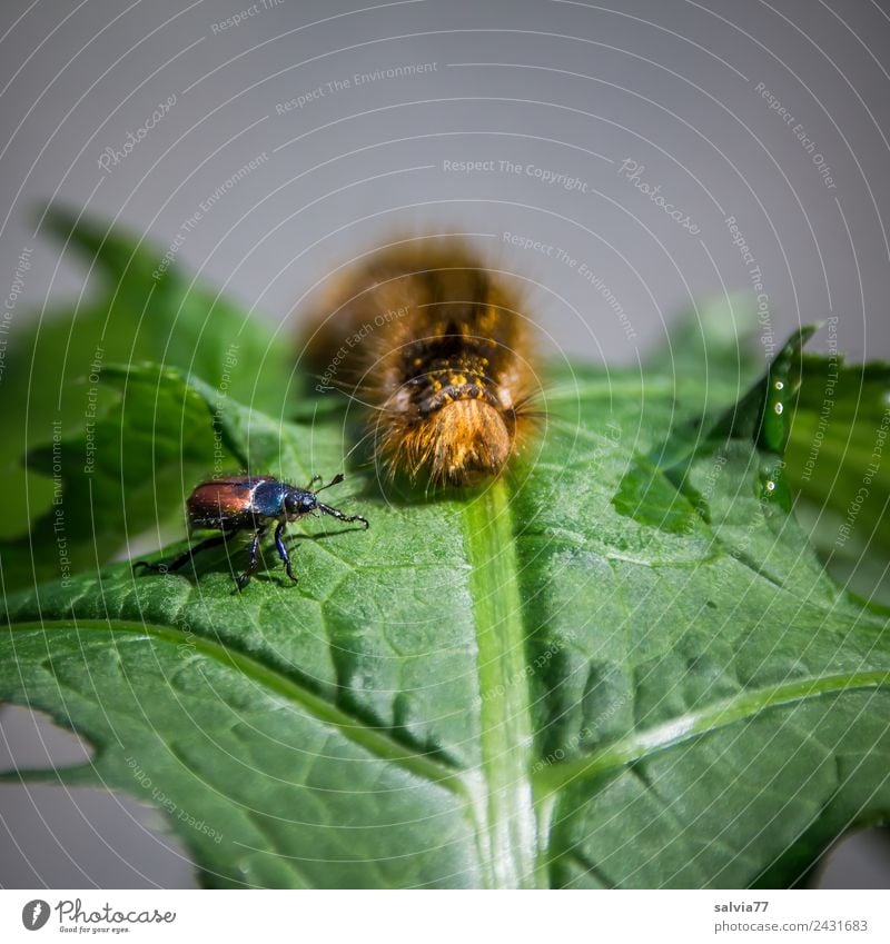 Begegnung Natur Frühling Pflanze Blatt Käfer Raupe 2 Tier krabbeln Neugier braun grau grün Insekt Larve begegnen Farbfoto Makroaufnahme Strukturen & Formen