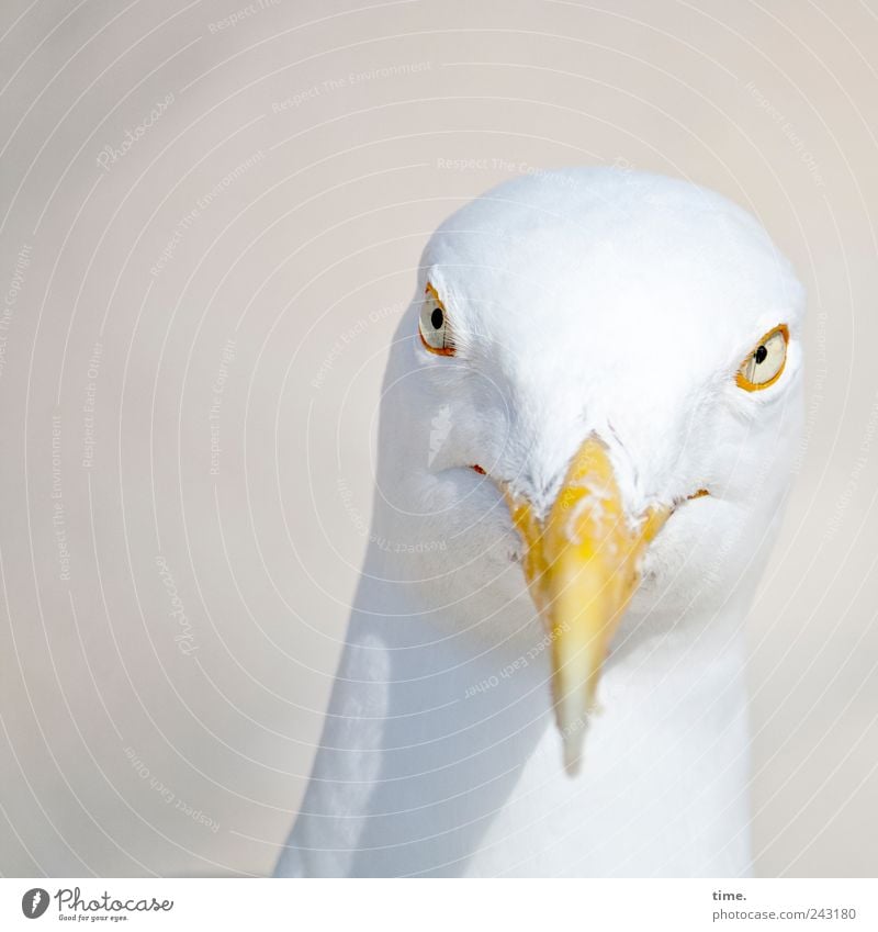 Whitewine With The Fish? Tier Vogel Tiergesicht 1 beobachten Blick ästhetisch Neugier weiß klug bizarr Stolz Möwe Kopf Schnabel Auge Feder grinsen Farbfoto