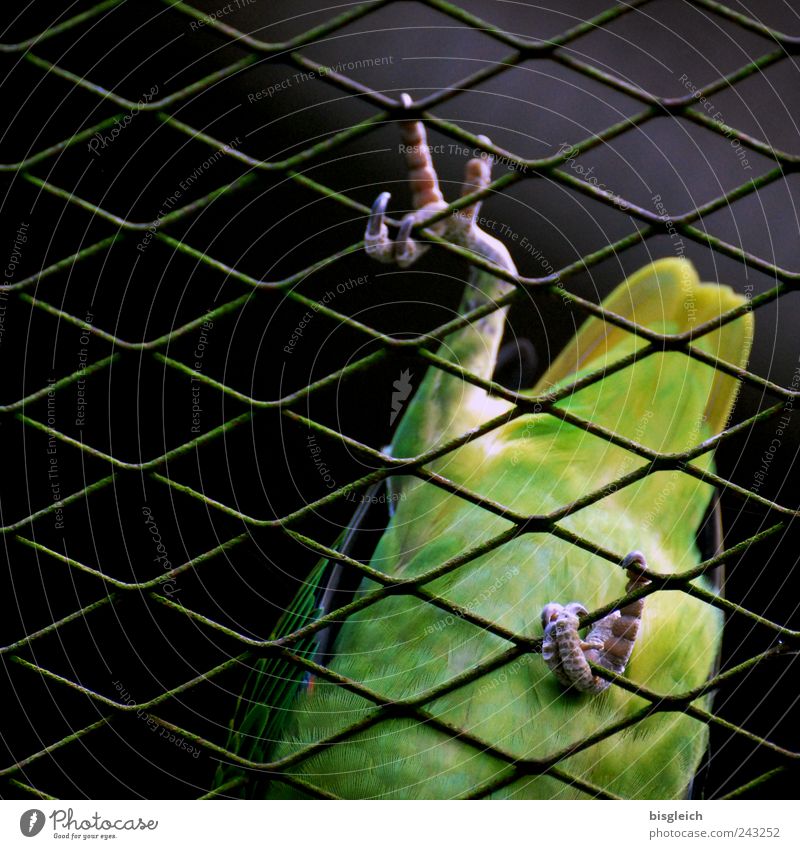 Kuala Lumpur Bird Park V Vogel Flügel Krallen Papageienvogel Feder 1 Tier grün Klettern gehen Gitternetz Farbfoto Außenaufnahme