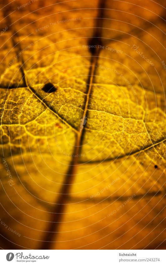 Blattgold Natur Pflanze Herbst Linie welk Blattadern Herbstlaub Strukturen & Formen braun alt Rost Vergänglichkeit Gefäße Farbfoto Nahaufnahme Detailaufnahme