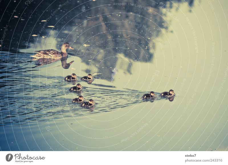 zum davonschwimmen Wasser See Tierjunges Tierfamilie niedlich Ente Küken Retro-Farben führen 7 klein Formation Farbfoto Außenaufnahme Menschenleer