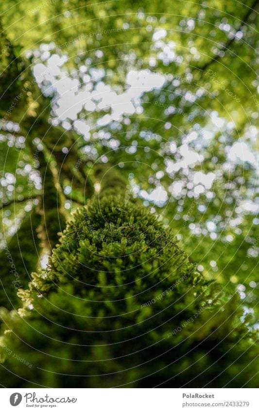 #S# völlig vermoost ?! Natur einzigartig Baumkrone Blatt Moos grün nachhaltig Slowenien Blätterdach Detailaufnahme Naturschutzgebiet Naturphänomene weich Wald