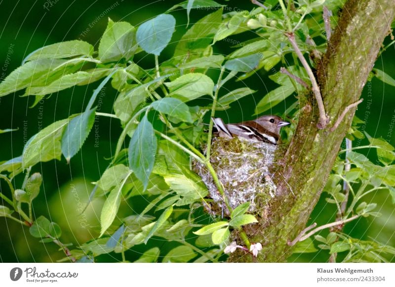 "Rücksicht" Umwelt Natur Pflanze Tier Holunderbusch Garten Park Wald Vogel Buchfink 1 beobachten grau grün Fürsorge behüten Brutpflege Farbfoto Außenaufnahme