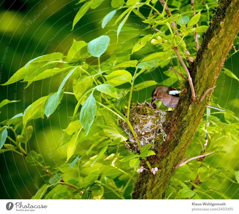 Buchfink bringt seinen Jungen Wasser Umwelt Natur Frühling Sommer Pflanze Baum Holunderbusch Park Wald Tier Wildtier Vogel Tierjunges füttern trinken braun grau