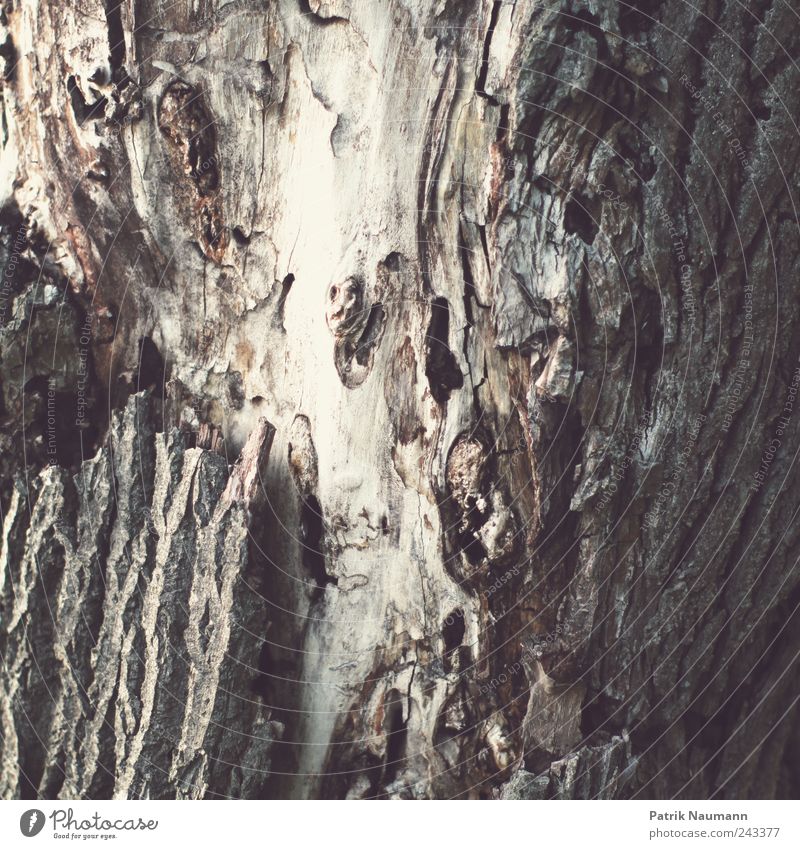 Sein Innerstes zeigen Umwelt Natur Baum Holz dehydrieren alt dreckig kaputt natürlich Spitze trist trocken braun weiß achtsam Schmerz Verfall Baumrinde Tod