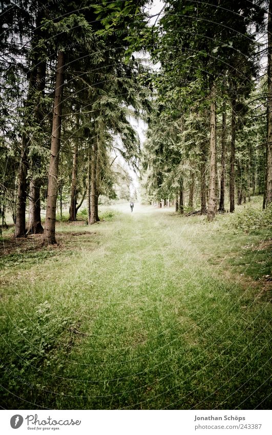 follow the waldweg II Mensch 1 Umwelt Natur Landschaft Wald braun grün Gefühle Stimmung Lebensfreude wandern Wege & Pfade Weitwinkel laufen geradeaus Angst