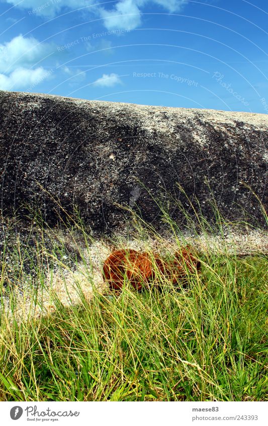Kokosnuss im Gras harmonisch Erholung Ferien & Urlaub & Reisen Sommer Sommerurlaub Umwelt Natur Pflanze Felsen Stein einfach grün Glück Zufriedenheit Tod