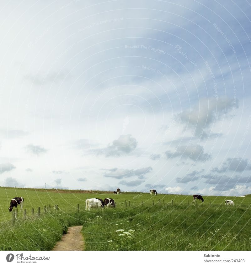 Rasenmäher Fleisch Ernährung Umwelt Natur Landschaft Himmel Sommer Wiese Weide Wege & Pfade Fressen Schottland Nutztier Kuh blau grün schwarz weiß Bauernhof