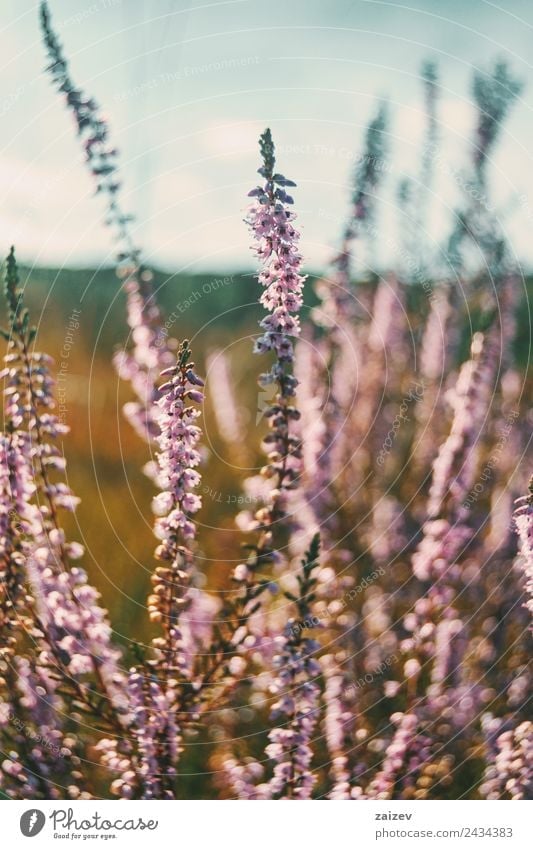 rosa Blüten von calluna vulgaris auf einem Feld bei Sonnenuntergang schön Sommer Natur Pflanze Frühling Herbst Blume Sträucher Blatt Garten Park Wiese Duft