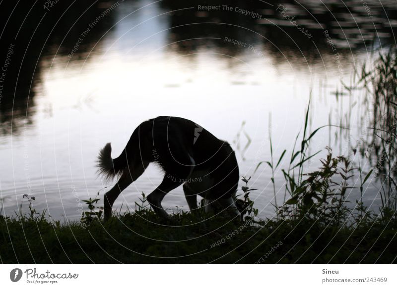 Sommerabend am See Umwelt Natur Landschaft Wasser Sonnenaufgang Sonnenuntergang Schönes Wetter Gras Schilfrohr Seeufer Tier Haustier Hund trinken ruhig