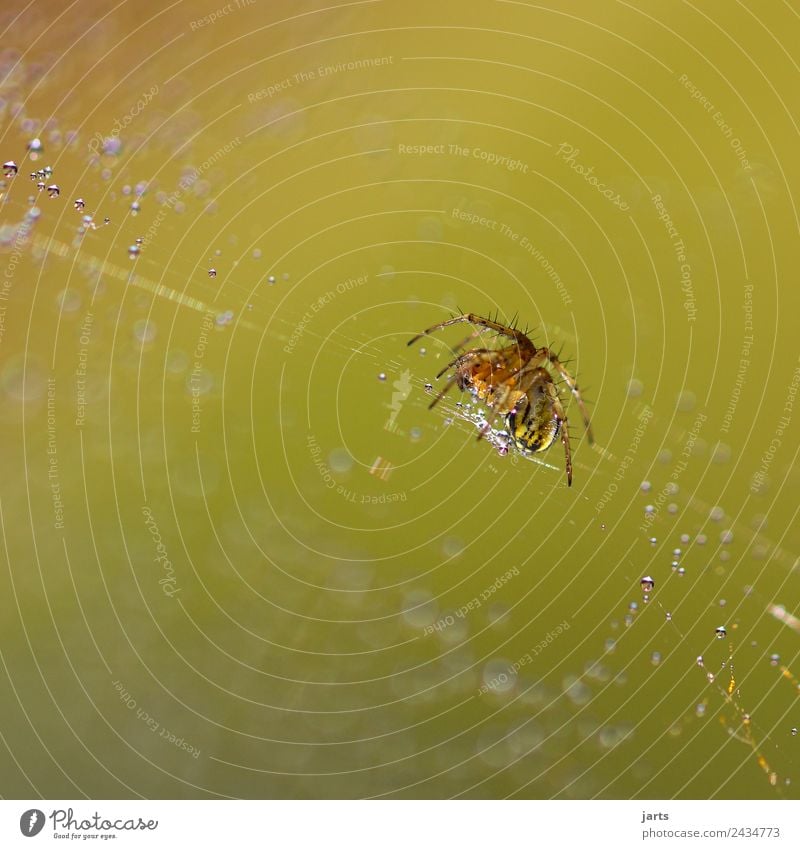 spinne Wildtier Spinne 1 Tier Tierjunges krabbeln ästhetisch Ekel nass natürlich schön stachelig Natur Tropfen Spinnennetz Farbfoto Außenaufnahme Nahaufnahme