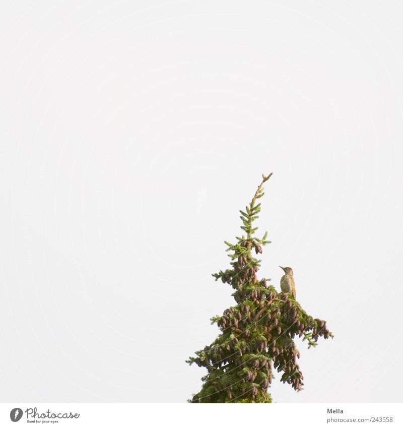 Grün in Grün Umwelt Natur Himmel Pflanze Baum Tanne Tannenzweig Baumkrone Tier Vogel Grünspecht 1 Blick sitzen frei hell natürlich Freiheit einzeln Einsamkeit