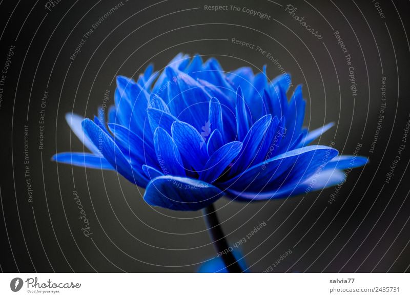 ** 800 ** Natur Pflanze Frühling Blume Blüte Frühlingsblume Anemonen Garten Blühend ästhetisch Duft schön blau schwarz elegant Farbe Kontrast Farbfoto