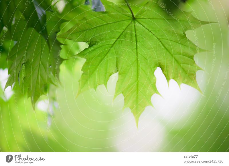 Frühlingsgrün Umwelt Natur Pflanze Sommer Baum Blatt Ahornblatt Zweige u. Äste Ahornzweig Park Wald frisch Frühlingsgefühle Leben Stimmung Blattadern Farbfoto