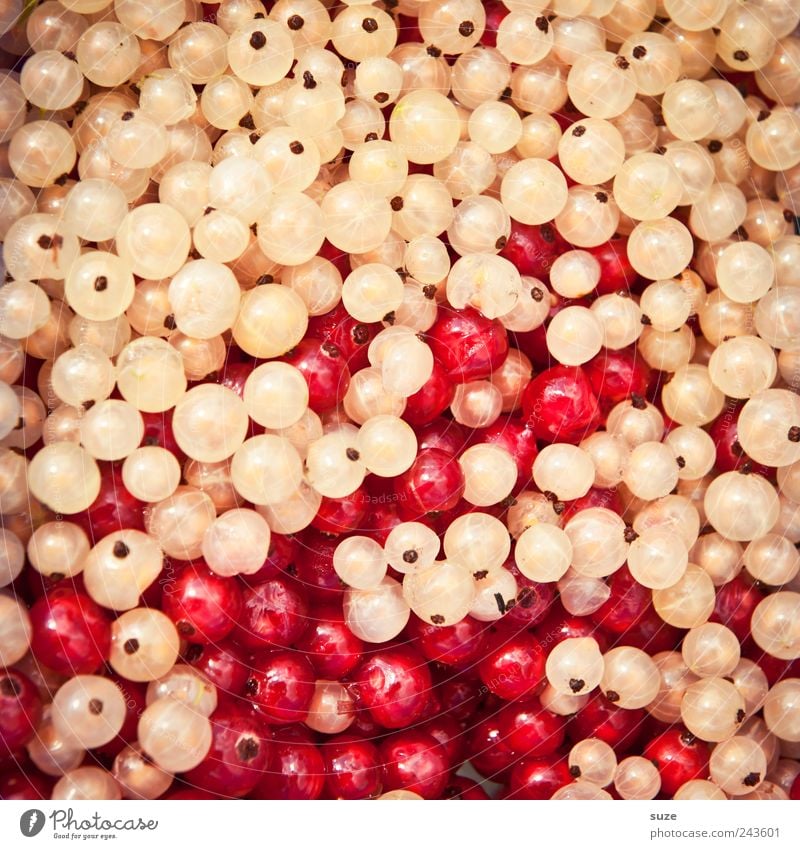 *1.400* Johanniter Lebensmittel Frucht Ernährung Bioprodukte Gesunde Ernährung frisch lecker natürlich sauer süß rot weiß Ordnung Johannisbeeren Beeren fruchtig