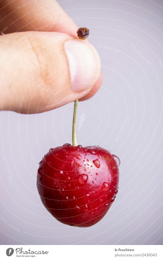 eine Kirsche halten Lebensmittel Frucht Bioprodukte Hand Finger Essen festhalten frisch Gesundheit süß rot genießen Wassertropfen reif Ernte fruchtig Farbfoto